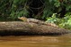 cao negro lagarto sobre tronco.jpg