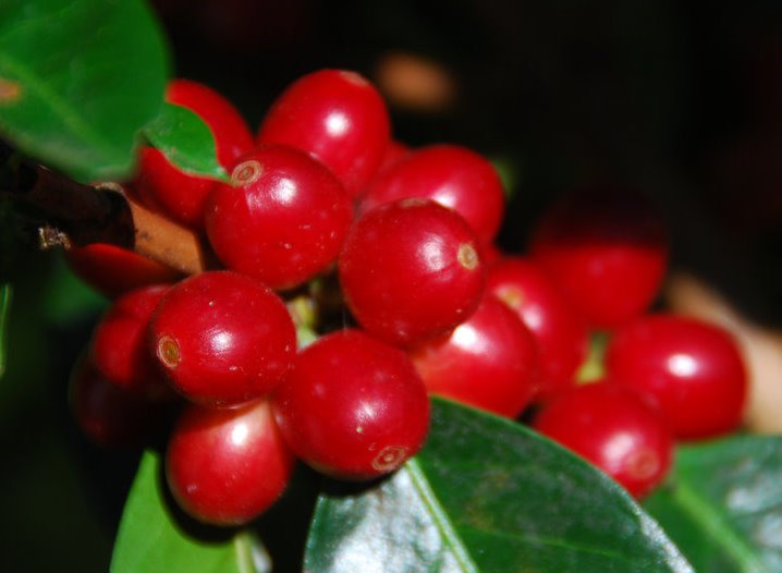 Costa Rica Turismo | Cafe