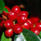 Costa Rica Turismo | Cafe