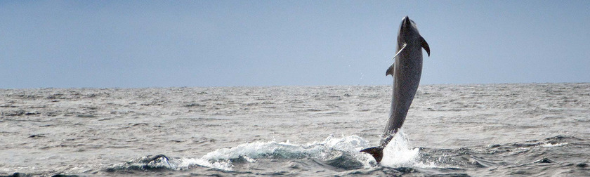 Corcovado - Isla del Can&#771;o - Defli&#769;n - cabecera.jpg