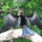 Costa Rica Turismo | Fauna de Costa Rica