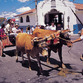 Costa Rica Turismo | Boyeo y carreta