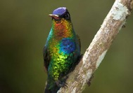 El plumaje del quetzal luce unos colores resplandecientes