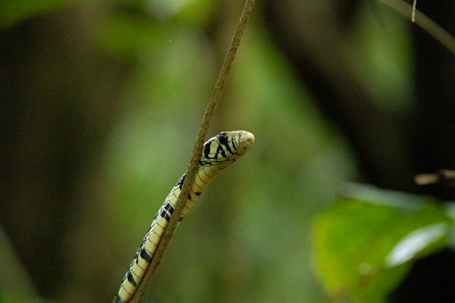 serpiente-corcovado.jpg