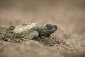 Tortuga Lora