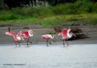 Circuito Costa Rica | Esptulas rosadas, aves de Costa Rica