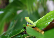 Circuito Costa Rica | Rana verde de ojos rojos, tpica de la zona del caribe
