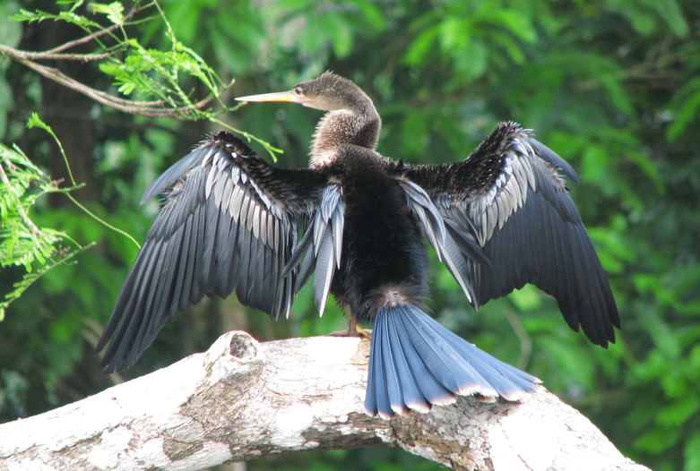 Costa Rica Turismo | Fauna de Costa Rica