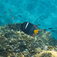 Costa Rica Turismo | Vida acutica 