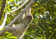 Un oso perezoso en los rboles del Parque Nacional de Manuel Antonio