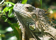 Circuito Costa Rica | Iguana en Tortuguero