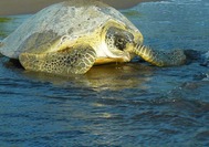 Una tortuga marina en la zona del Tortuguero