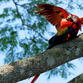 Costa Rica Turismo | Guacamayas