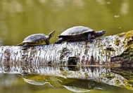 Parque-tortugueros-vive-costa-rica3.jpg