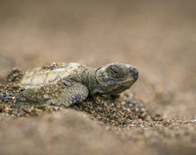 Tortuga Lora