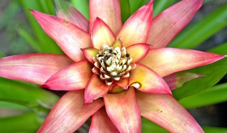 Viajes a Costa Rica | Bromelia Viajes a Costa Rica | Bromelia