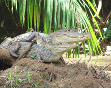 Viajes a Costa Rica | Cocodrilos