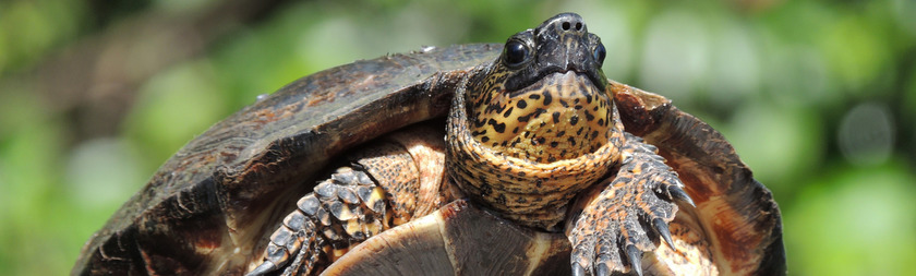 Costa Rica- Tortuguero.jpg