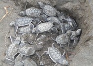 El desove de tortugas de Julio a Septiembre