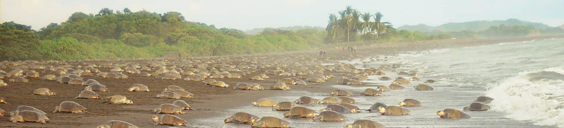 Tortugas