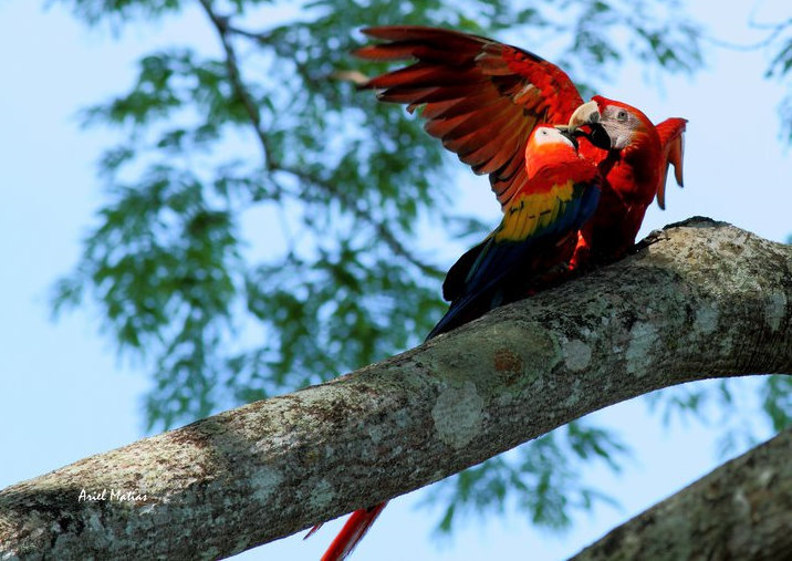 Costa Rica Turismo | Guacamayas