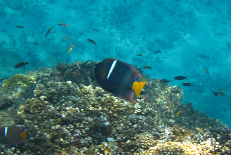 Costa Rica Turismo | Vida acutica 
