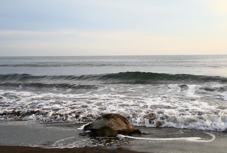 Costa Rica Turismo | Tortuga marina