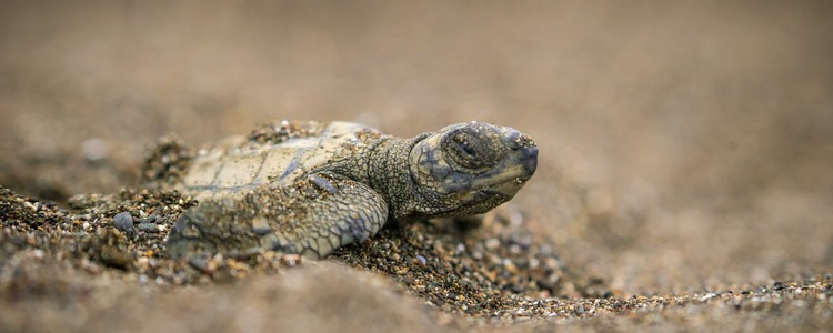 Tortuga Lora Tortuga Lora