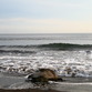 Costa Rica Turismo | Tortuga marina