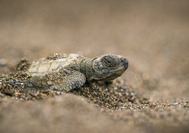 Tortuga Lora